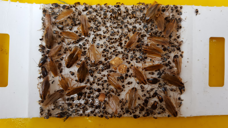 Instinct Pest Management in Yarrawonga