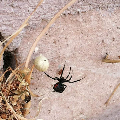 Lakes Pest Control in Swansea