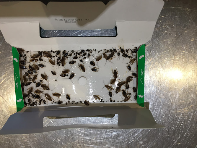 Logan Pest Control in Berrinba