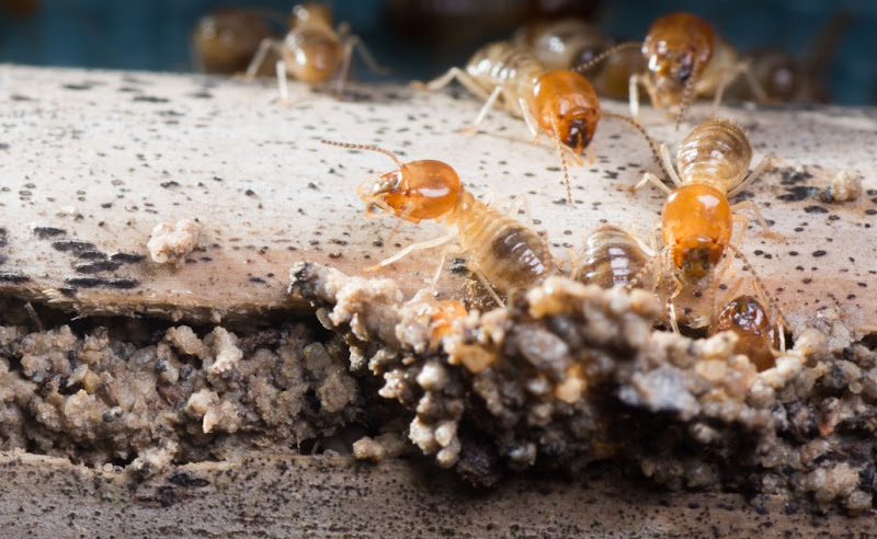 Looksee Pest Inspections in Kippa-Ring