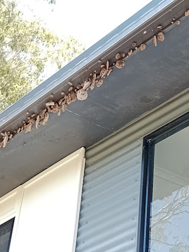 Maison Pest Control in Gold Coast