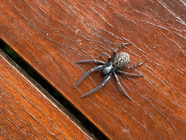 MASH Pest Solutions in Shelly Beach