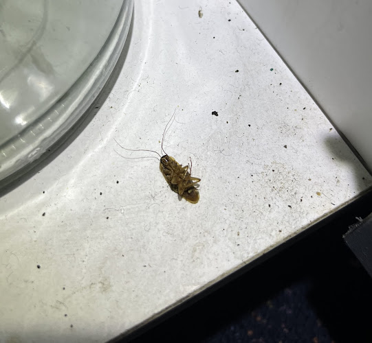 Masters Pest Control Sydney in Penrith