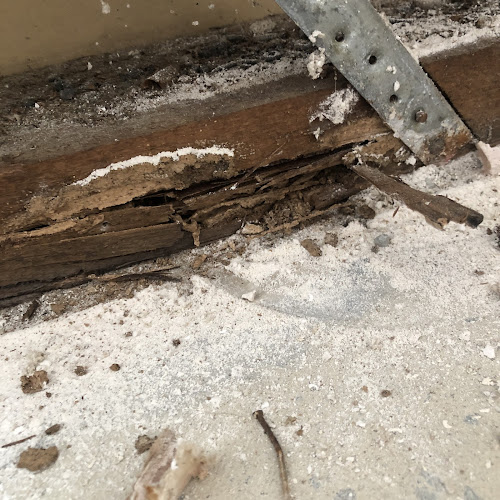 Mr Termite in Silvan