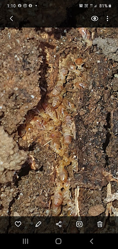 My Pest Doctor in Eagle Point