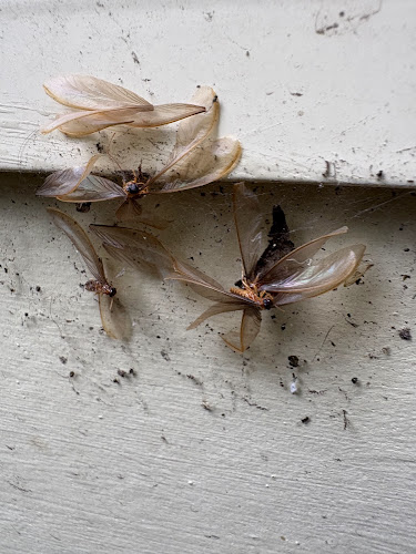 Newcastle Pest Control in Newcastle