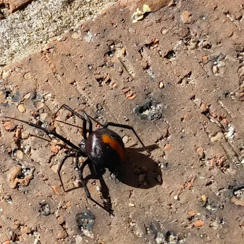 No Limit Pest Control in Mount Annan