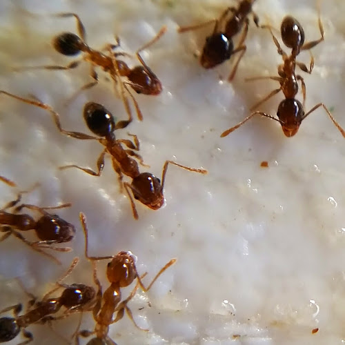 Northern Beaches Pest Control. Eradicator Pest Services. in Dee Why