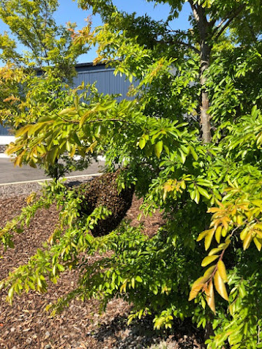 Northern Suburbs Bee Removal in Wallan