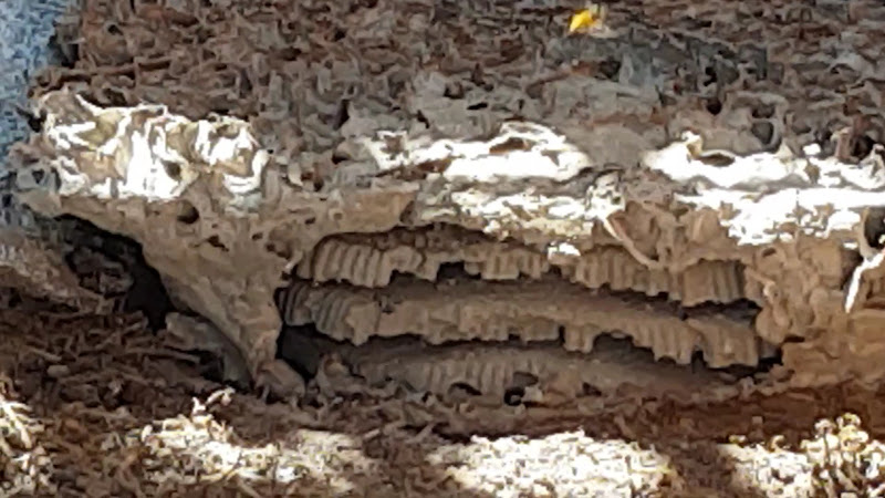 Northside Pest Control in South Morang