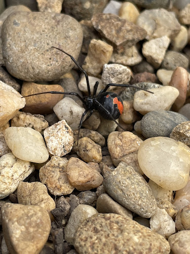 O&L Pest Control in Wollongong