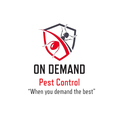On Demand Pest Control in Gold Coast