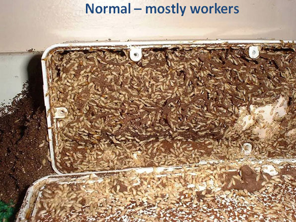 OzPest Adelaide in Elizabeth