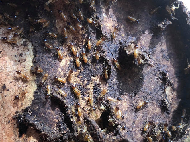 Pest Alert - Pest Control Dubbo in Dubbo