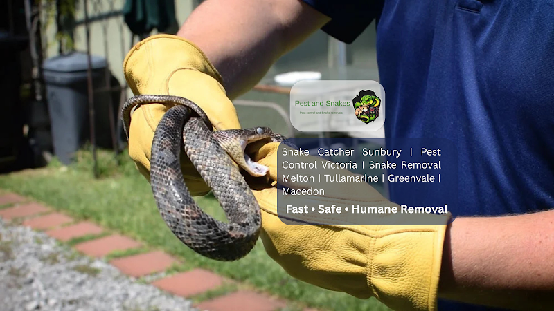 Pest and Snakes Removals in Geelong