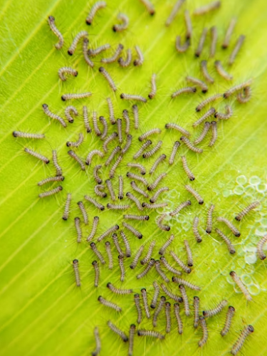 Pest Control Eastwood in Eastwood