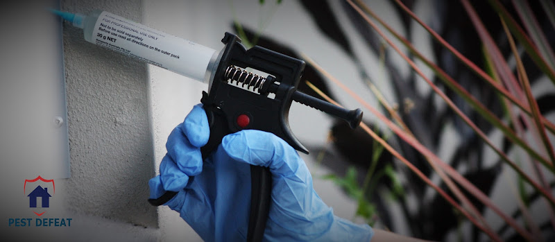 Pest Defeat in Brisbane