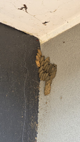 Pest Eraze in Greenvale