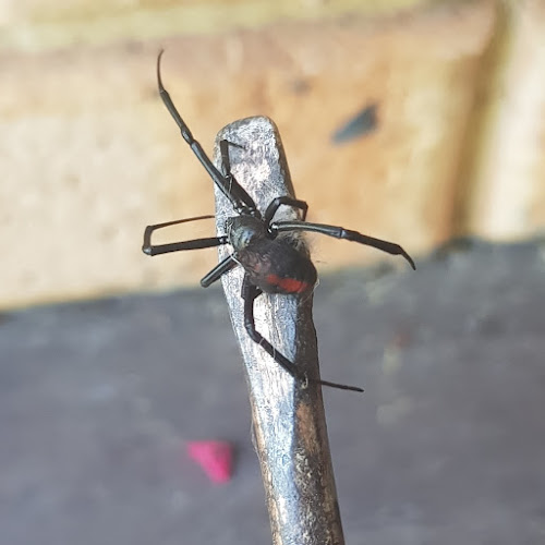 Pest in Peace in Forrestfield