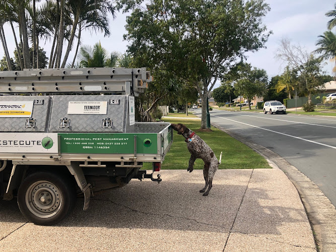 Pestecute Pest and Wild Life Management in Caloundra