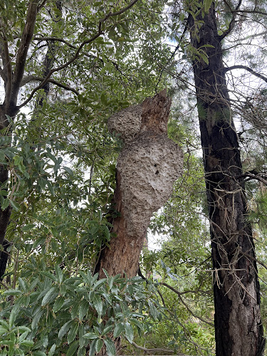 PestFree Nests in Clayton South