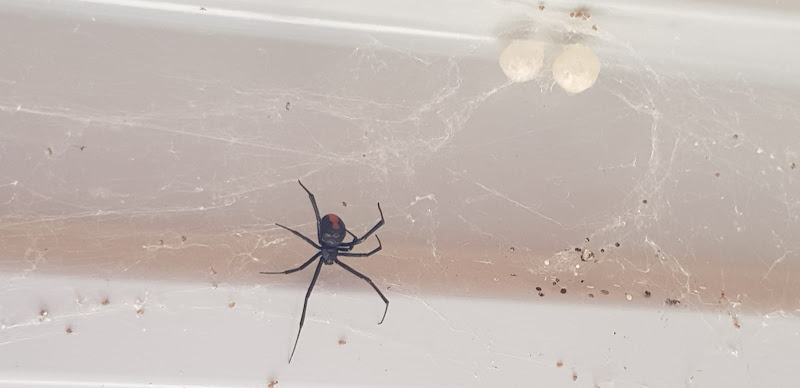 Pesti Pest Control Perth in Dianella