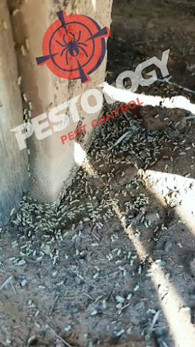 Pestology Pest Control in Shepparton