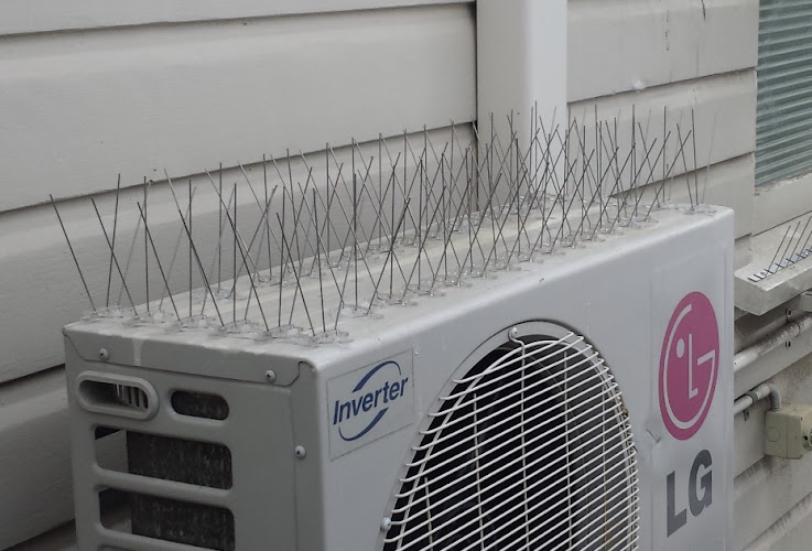 Peter the Possum Man in Newmarket