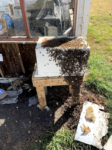 Platinum Pest Control in Launceston