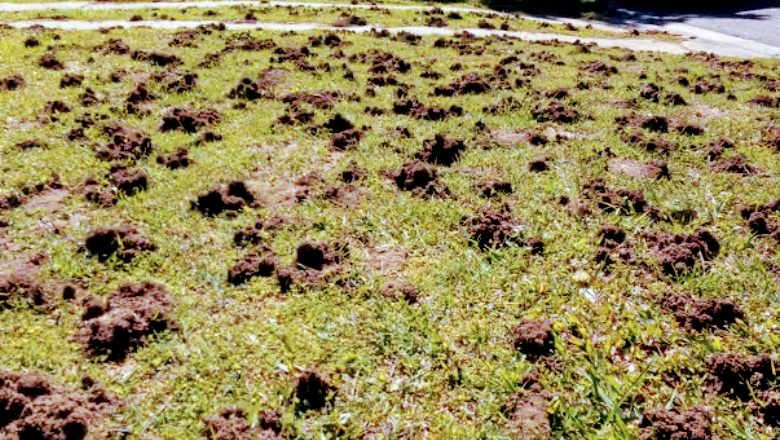 Port Macquarie Pest Control in Port Macquarie