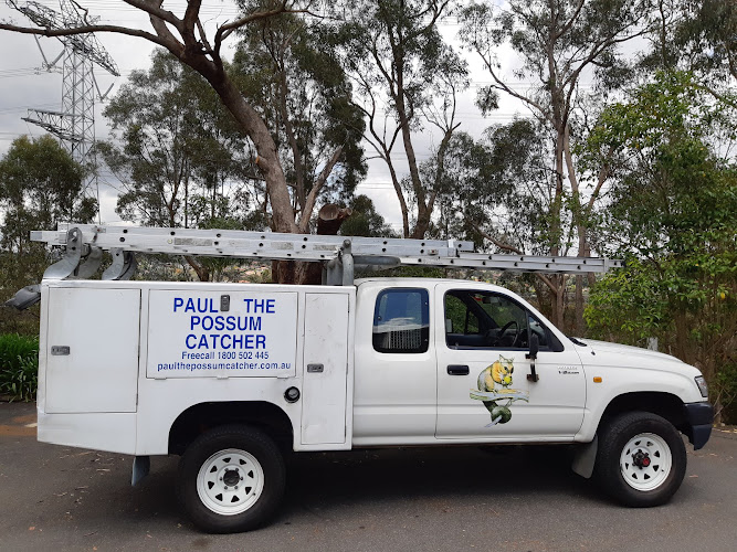 Possum Removal in Balwyn North