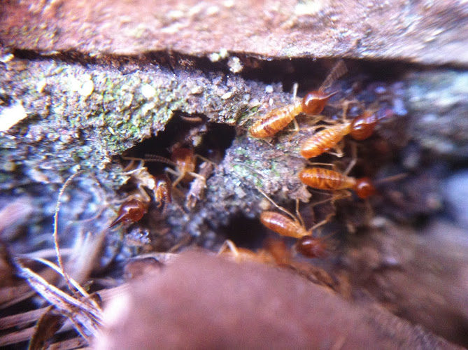 Queensland Pest Control in Brisbane