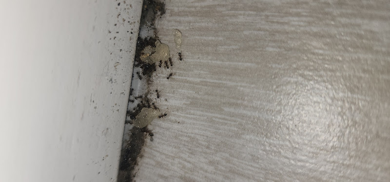 Rat Pest Control Brisbane in Brisbane