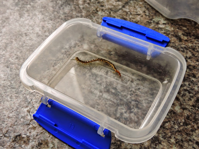 Redlands Pest Control in Capalaba