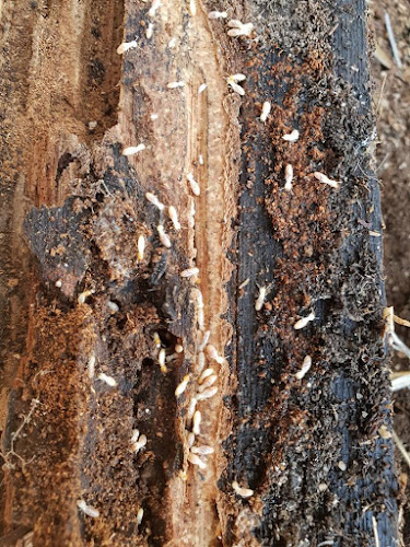 Regional Pest Services in Sussex Inlet