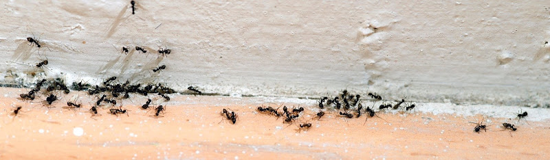 Right Pest Control Melbourne in Doreen