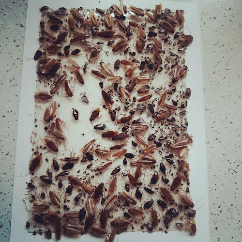 Ross Bridges Pest Services in Charlestown