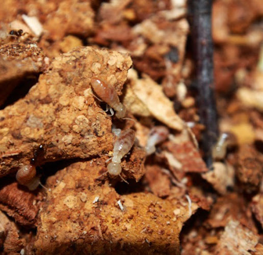 S.A. Total Pest Control in Adelaide