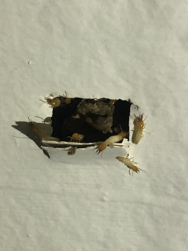 SAFE HOME PEST CONTROL Pty Ltd in The Ponds