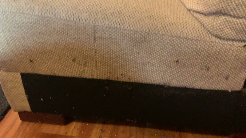 SB Pest and Technician in Hurstville