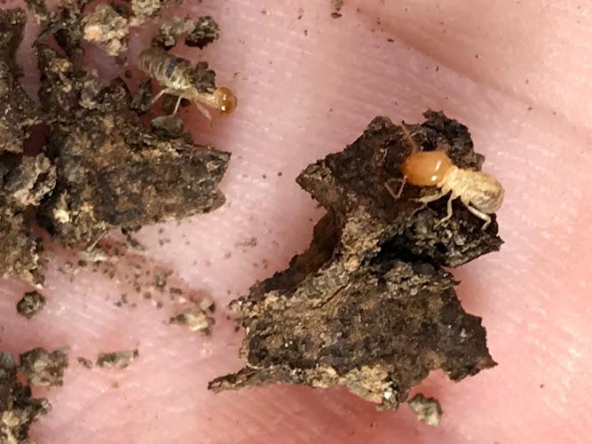 Scenic Rim Pest Management in Gold Coast