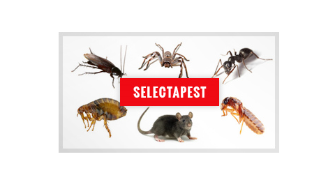 Selectapest in Robina
