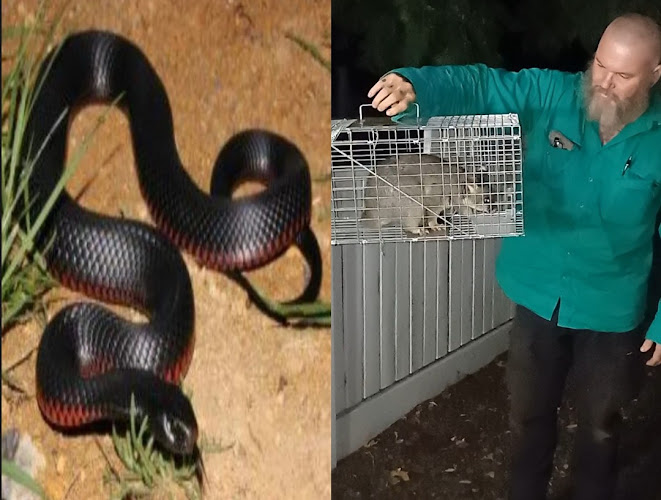 Snappy Snake Catcher 24/7 Toowoomba and Darling Downs in Toowoomba