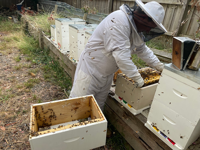Southern Cross Bees in Rosebud