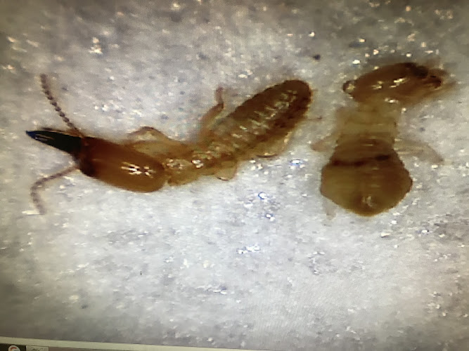 Southern Pest Management Services in Rye