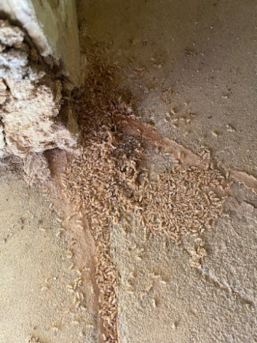 Stellar Pest Management in Ripley