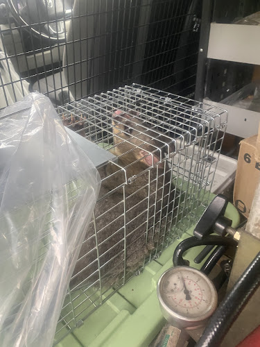 Sydney Pest Co in Sydney