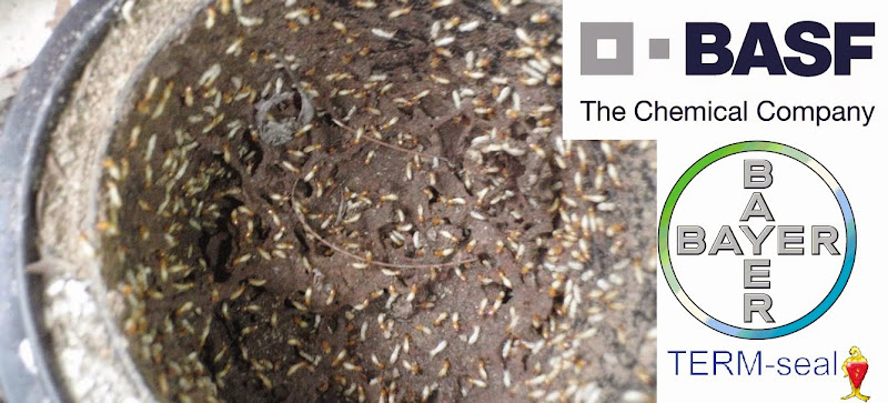 Sydney Termites in Frenchs Forest