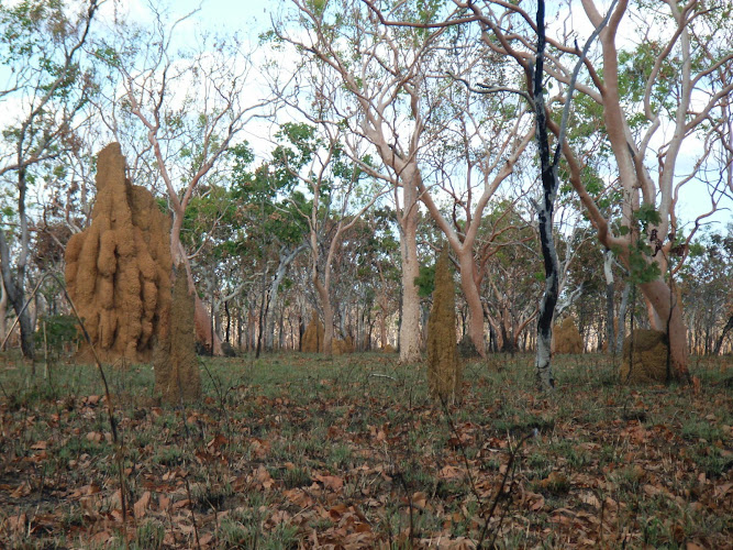 Systems Pest Management Pty Ltd in Thornleigh