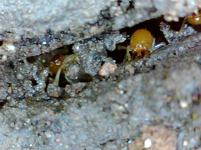 TermiKill - Kill your termites starting from $260 in Arundel